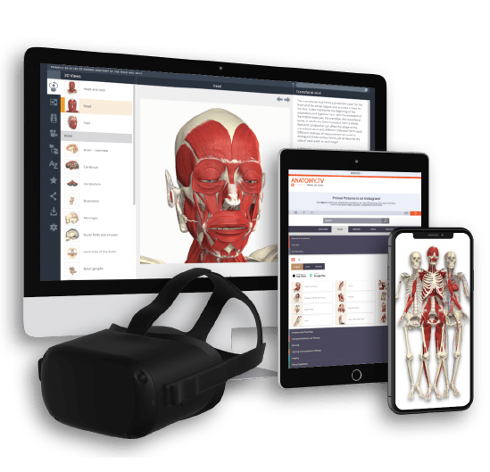 Preview of Primal Pictures accessible on multiple digital devices.