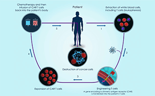 Cycle for the destruction of cancer cells